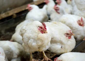 مرض الالتهاب الشعبي المعدي في الدواجن