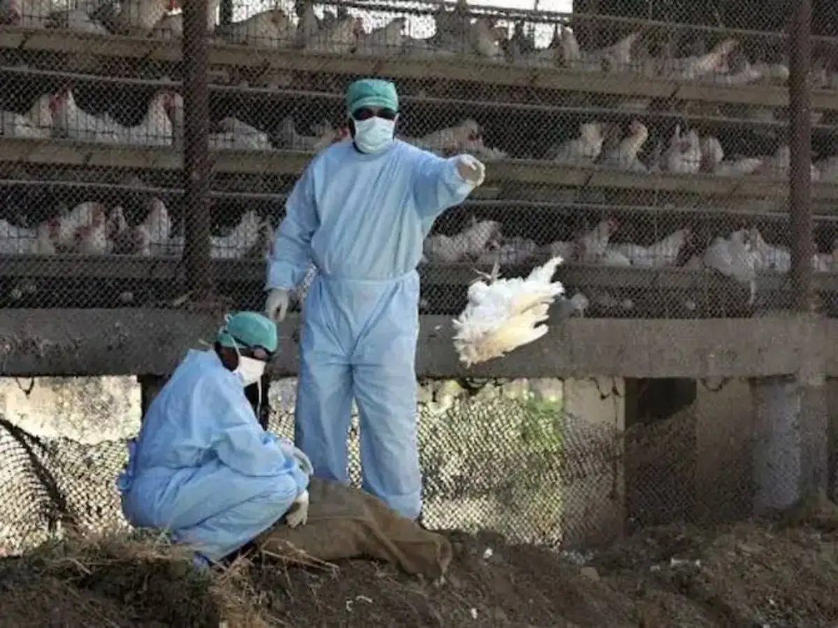البرازيل تعلن رصد 3 إصابات لديها بإنفلونزا الطيور شديدة العدوى بين الطيور البرية
