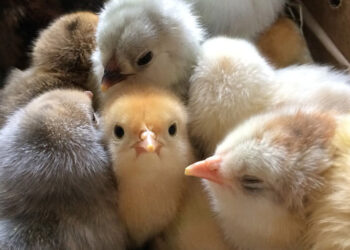 خاص| مدير تسويق بأحد شركات الكتاكيت: ارتفاع في سعر الكتكوت بدءا من الأسبوع المقبل