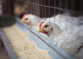 ماذا يحدث داخل مصانع الأعلاف في ظل تراجع أسعار الخامات.. أبو دنقل يجيب "قلم بيطري!