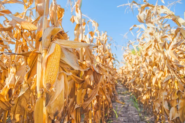 توقعات بارتفاع محصول الذرة في البرازيل إلى 127.4 مليون طن خلال 2023