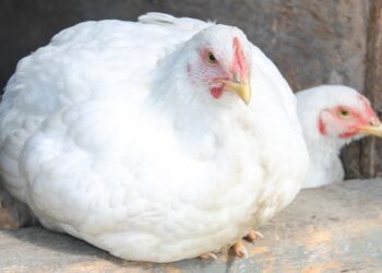 أسعار الدواجن