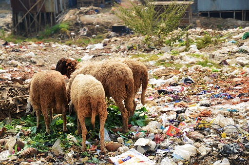 "بيطري القاهرة" تحذر من الماشية المتغذية على القمامة.. وتوضح شروط المواشي الصالحة للأضحية