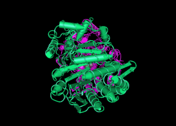 التسمم الغذائى المسبب بميكروب الباسيس سيرس وطرق الواقاية منه