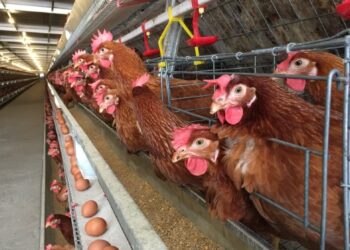 فرست جرين لـ”قلم بيطري”: خسائر المربين بنحو 20 جنيه لطبق بيض المائدة