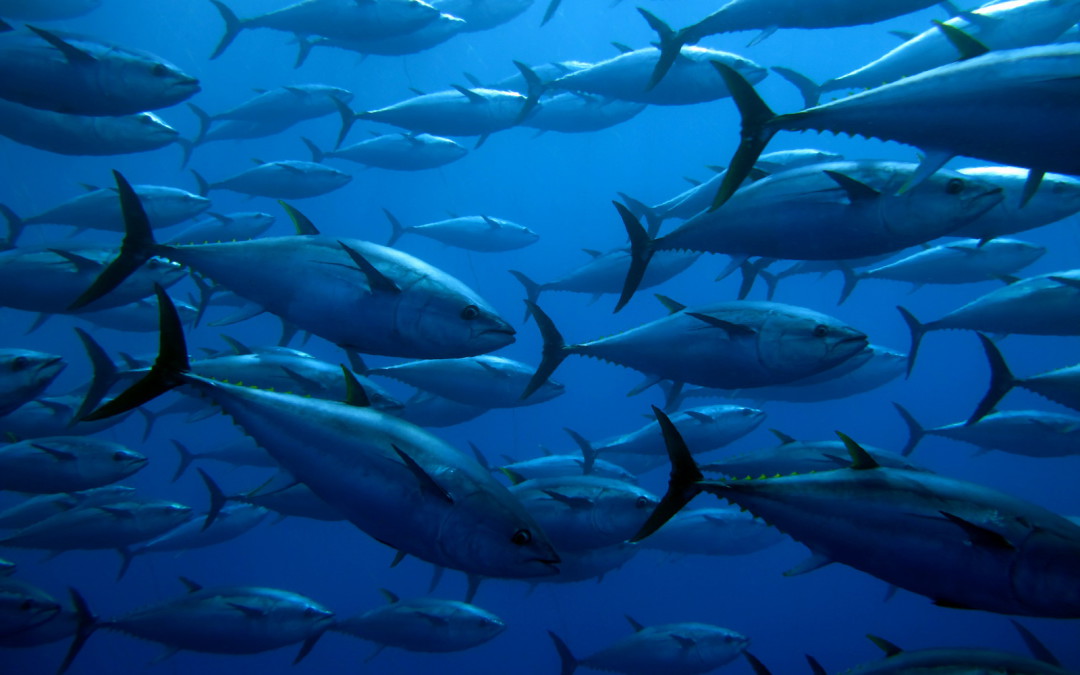 الأمم المتحدة تحتفى باليوم العالمي لسمك التونة.. غدا