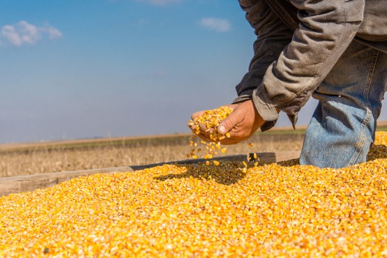الاتحاد الأوروبي: تمديد القيود على استيراد الذرة والحبوب الأوكرانية في 5 دول