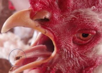 الكشف عن السموم الفطرية فى لحوم الدواجن واحشائها