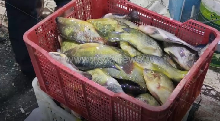 الأردن يمنع استيراد أسماك مخالفة بعد ضبط نحو 1500 كيلو جرام من السمك التالف