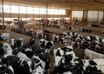 طارق سليمان لـ"قلم بيطري": أكثر من 42 ألف مستفيد من المشروع القومي للبتلو من صغار