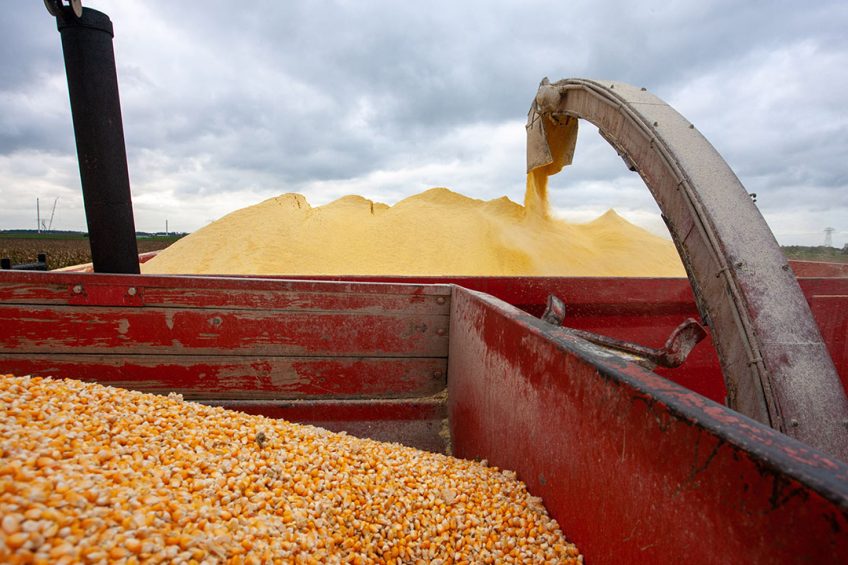 المفوضية الأوروبية: تمديد القيود على استيراد الحبوب الأوكرانية حتى 15 سبتمبر