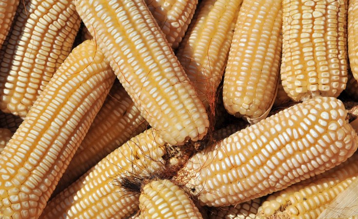 الزراعة الأمريكية ترفع توقعاتها بشأن إنتاج زيمبابوي من الذرة بنحو 5٪ خلال الموسم المقبل