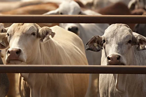 نقيب الجزارين يكشف مايحدث في سوق المواشي.. وموعد انخفاض أسعار اللحوم