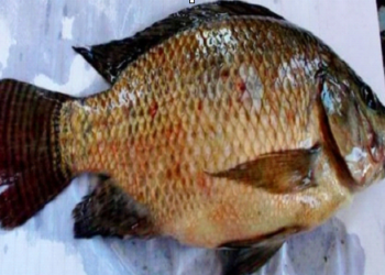 الأمراض البكتيرية المشتركة بين الأسماك والإنسان