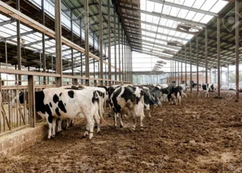 الوقاية من الأمراض الفيروسية في حيوانات المزرعة