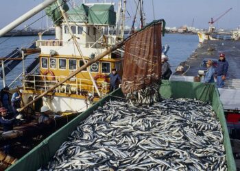 الأمم المتحدة تحتفل باليوم الدولي لمكافحة الصيد غير القانوني لضمان استدامة مصائد الأسماك