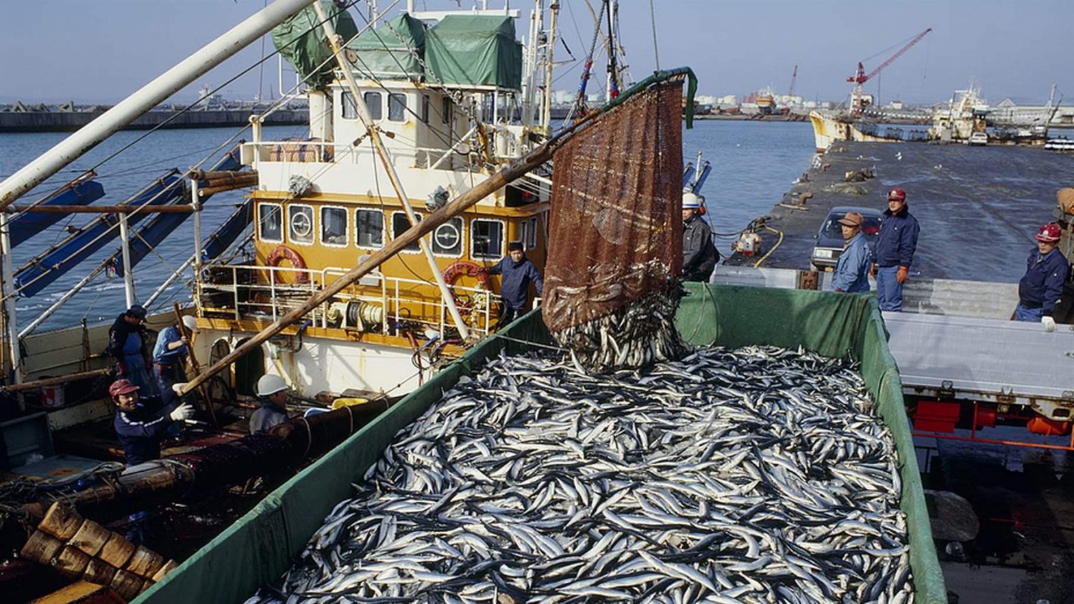 الأمم المتحدة تحتفل باليوم الدولي لمكافحة الصيد غير القانوني لضمان استدامة مصائد الأسماك