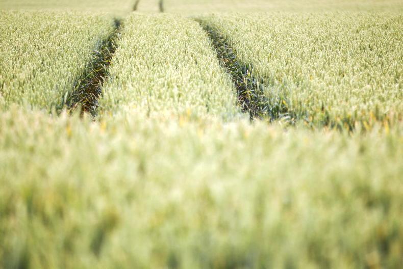 الذرة تسيطر على محاصيل في غرب وسط إلينوي والصويا يسعى ليكون وليًا للعهد