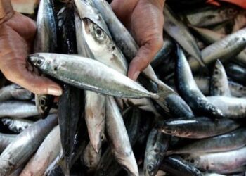 طلب إحاطة بالبرلمان بشأن إنتاج مصر من الثروة السمكية وارتفاع أسعار الأسماك يوميا