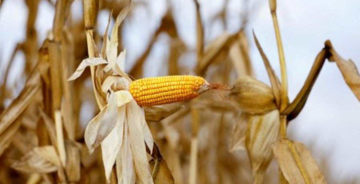 حصاد نحو 4.33٪ من محصول الذرة الثاني في البرازيل