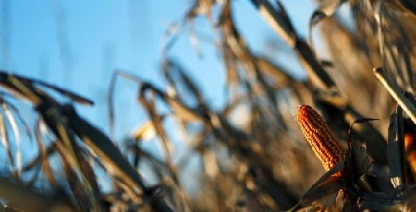 تراجع إنتاج الأرجنتين من الذرة إلى 34 مليون طن خلال الموسم الحالي