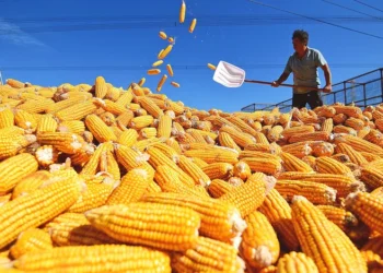 ارتفاع أم انخفاض في سوق الخامات من الذرة والصويا خلال الفترة المقبلة.. البنا للأعلاف يجيب!