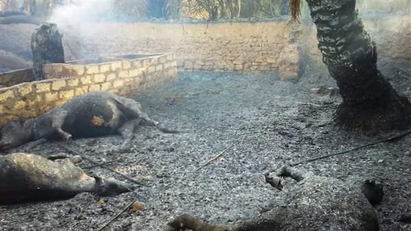 نفوق 4 مواشي وعدد من الدواجن في حريق حظيرة بقرية المنيرة بالوادى الجديد