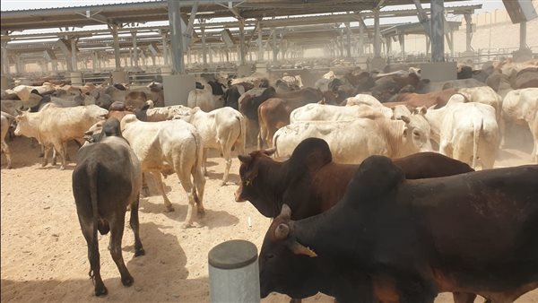 التموين: شحنات جديدة من رؤوس الماشية القادمة من جيبوتي تصل خلال الأيام المقبلة