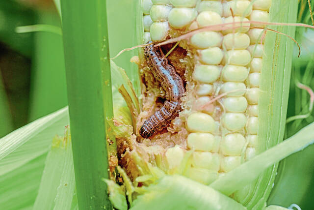 نقيب الفلاحين محذرا المزراعين من دودة الحشد: تشكل خطرا على محصول الذرة