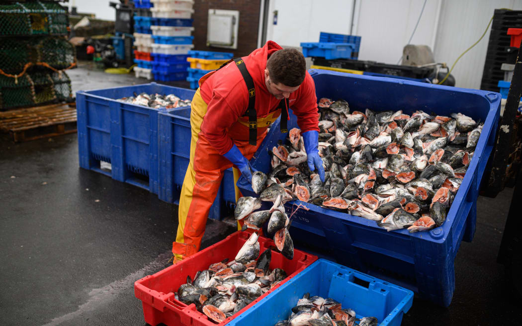 تراجع صادرات اللحوم والأسماك البريطانية إلى الاتحاد الأوروبي بمقدار النصف