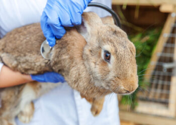 مرض التسمم الدموي في الأرانب