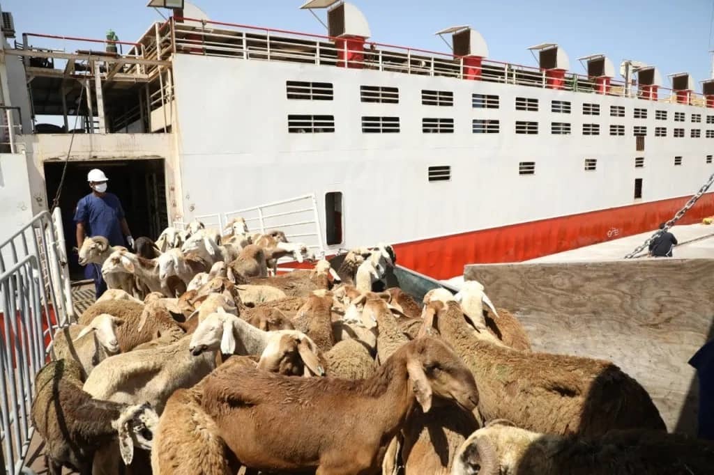 السعودية| ميناء جدة يستقبل أكثر من مليون و400 ألف رأس ماشية