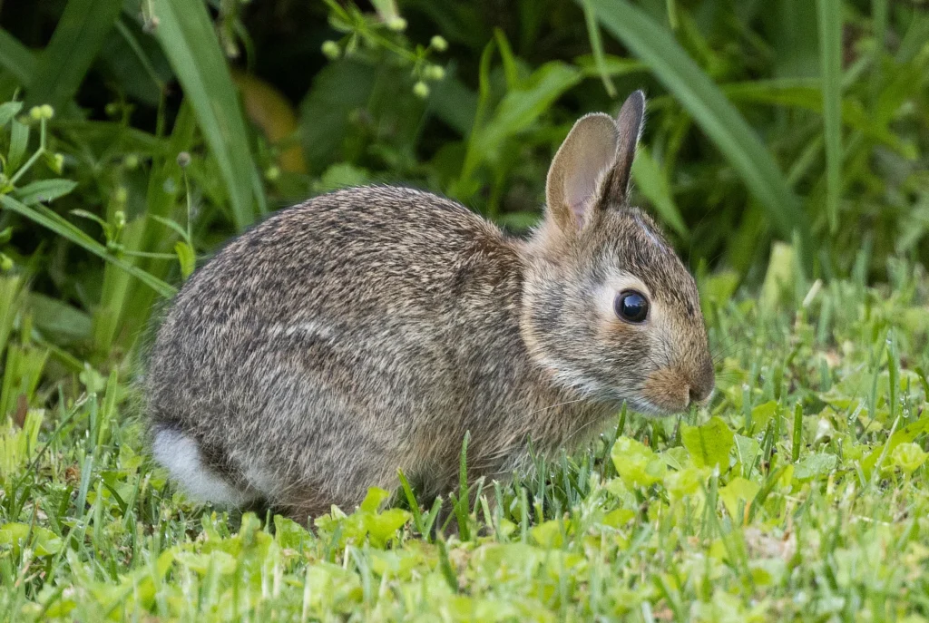 أمراض الأرانب وعلاجها بالاعشاب