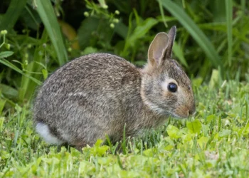 أمراض الأرانب وعلاجها بالاعشاب