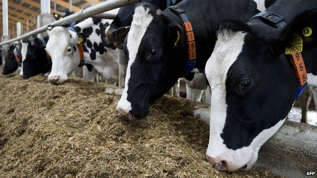 المفوضية الأوروبية تسمح باستيخدام محاصيل (الذرة والصويا والقطن) المعدلة وراثيا في الأغذية وأعلاف الحيوانات