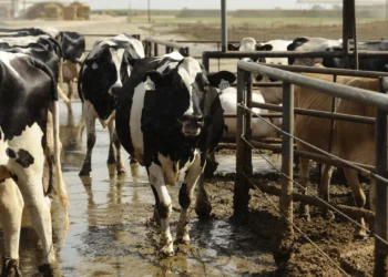 تأثير التغير المناخى على وبائية الأمراض