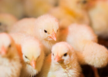 عياد للإنتاج الداجني: سعر كتكوت الإستيراد يكلف"واحد دولار " متساويًا مع أسعار الشركات