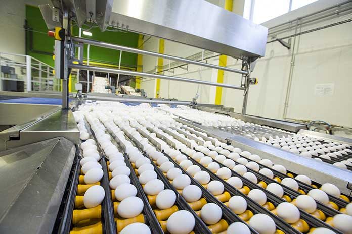 خبير ببورصة البيض: تصدير بيض المائدة سيرفع الأسعار لمستويات غير مسبوقة