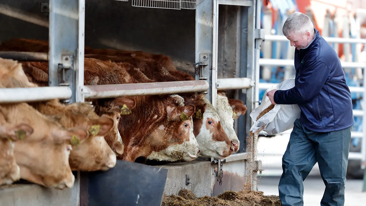 إيرلندا تدرس إعدام حوالي 200 ألف رأس ماشية لمحاربة الاحتباس الحراري