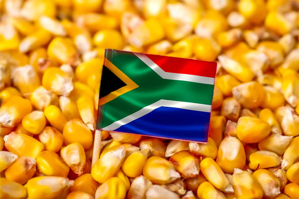 جنوب إفريقيا تغزو سوق الحبوب الصيني بـ108 ألف طن من الذرة الصفراء خلال 20 يوم