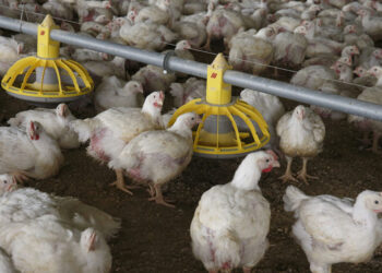 خاص| عبد المغيث: تراجع أسعار الأعلاف ساهم في عودة المربين للقطاع وإدخال دورات إنتاجية جديدة