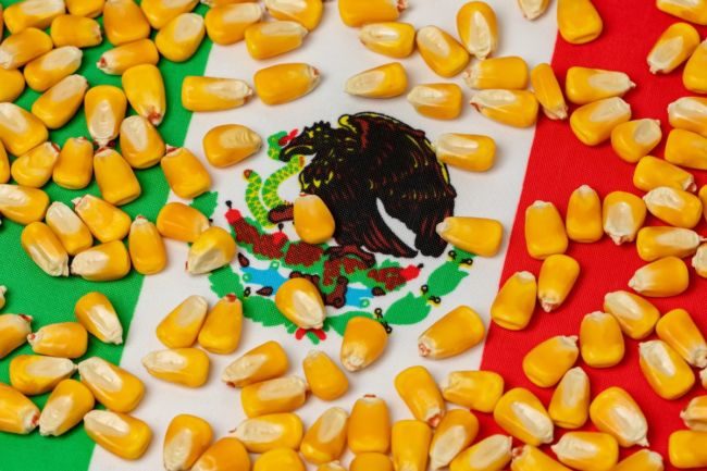 توقعات بارتفاع واردات المكسيك من الذرة إلى 18 مليون طن خلال الموسم المقبل
