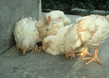 مرض النيوكاسل فى دجاج التسمين