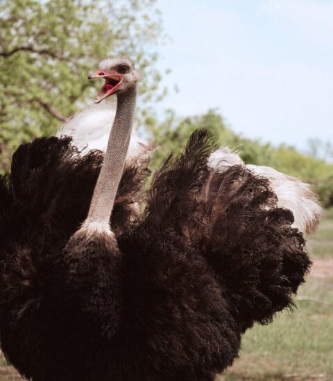 خاص| مربي نعام: إقبال قياسي على “لحم الملوك” .. والكيلو يبدأ من 300 جنيه