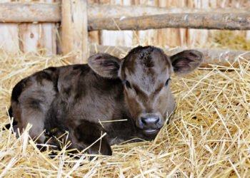 الاسهالات فى العجول البتلو