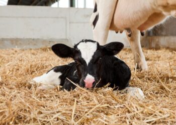 الأمراض البكتيرية في العجول حديثة الولادة وعلاجها