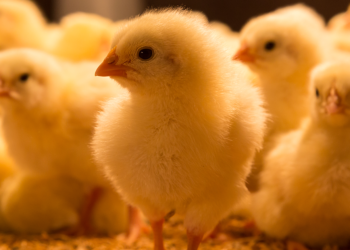 عن سوق الكتاكيت.. عبد السلام حجازي: ظهور بشاير جديدة لتحل محل القطعان بالأسواق