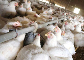 محمد عادل: تراجع في أسعار الدواجن خلال الأيام المقبلة..و التكلفة الفعلية لا تتجاوز 55 جنيها