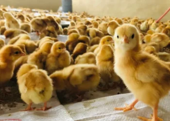 المنصورة للكتاكيت: انخفاض نسبي في حجم السحب وسط انخفاض سعر بيع اللحم النهائي