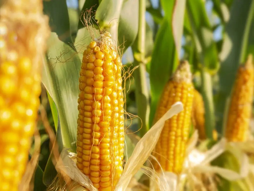سوهاج تستهدف زراعة 170 ألف فدان بمحصول الذرة خلال الموسم الصيفى الحالي